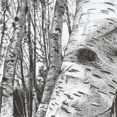 Black ink drawing of a dense forest of silver birch trees. Fine line work builds detailed bark, leaves and layered foliage, creating a textu